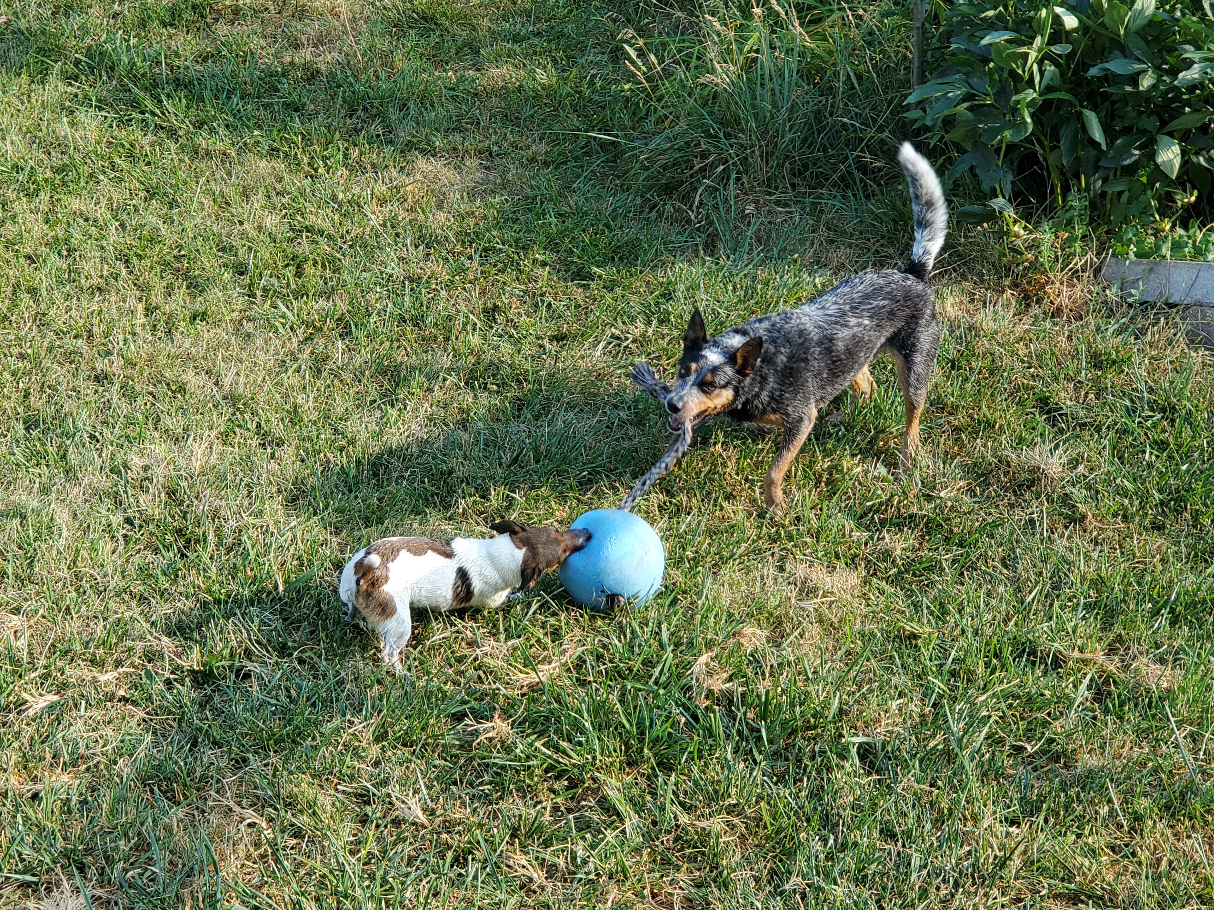 dogs jolly ball