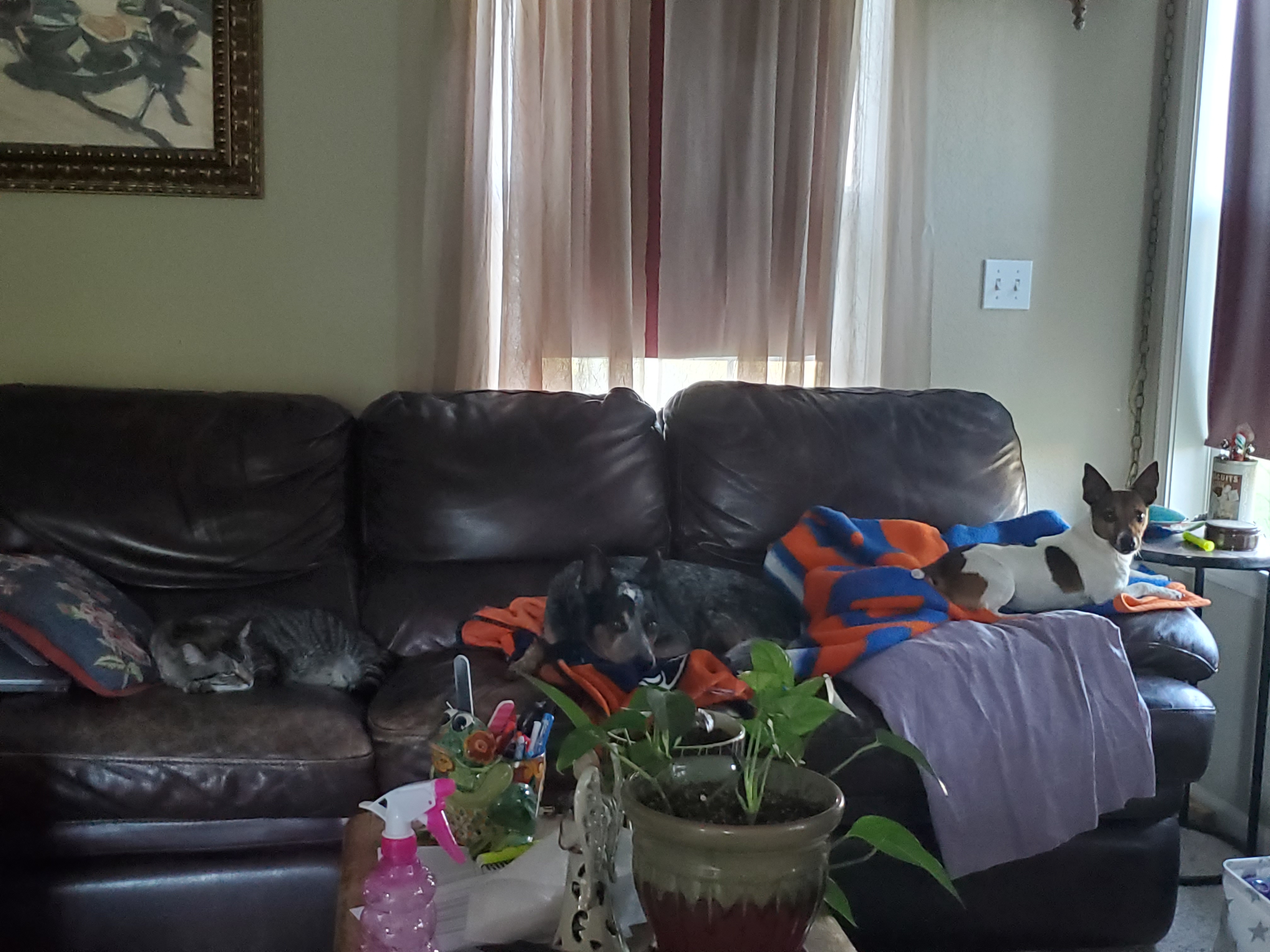 all three animals on one couch