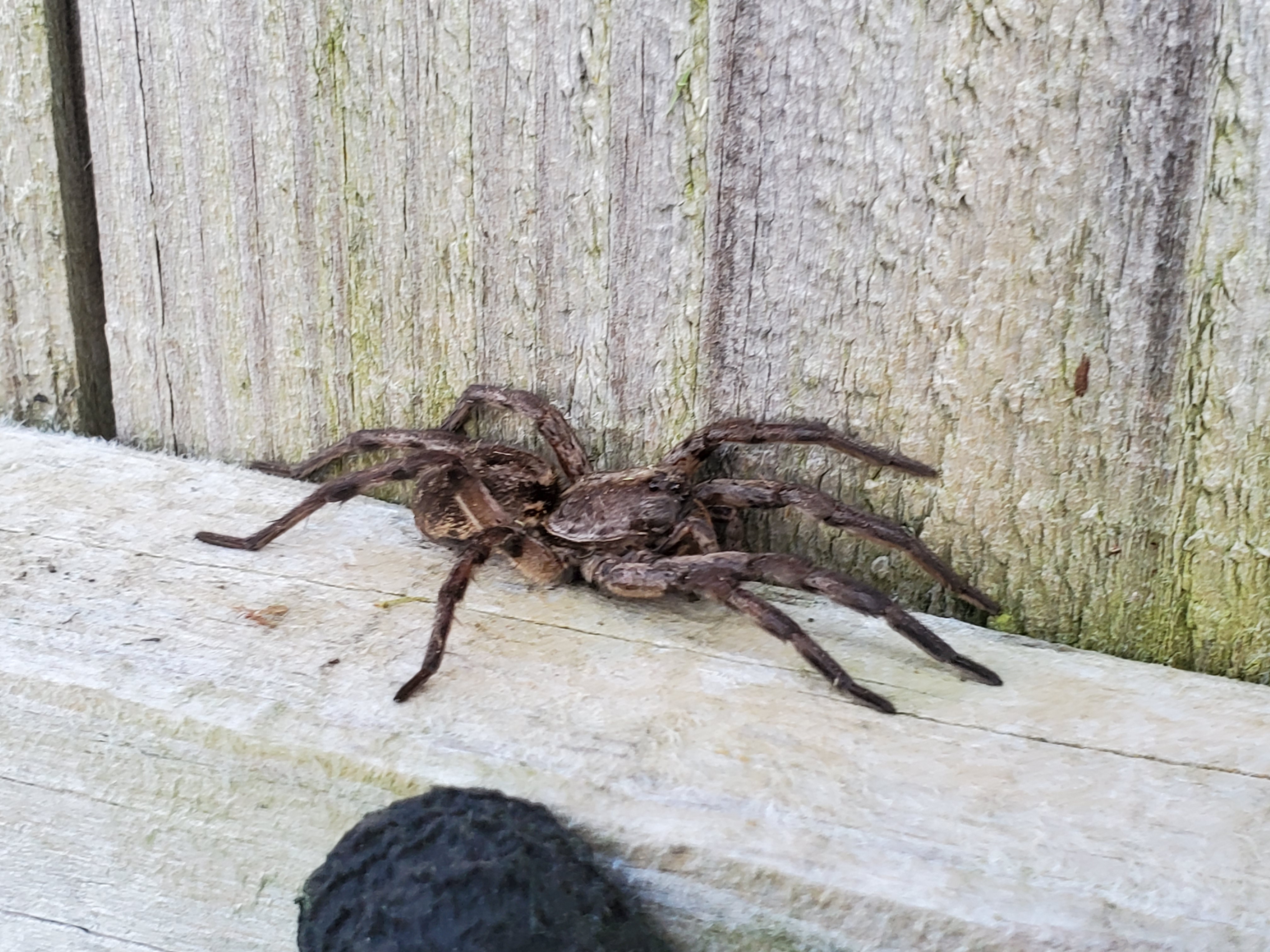 wolf spider