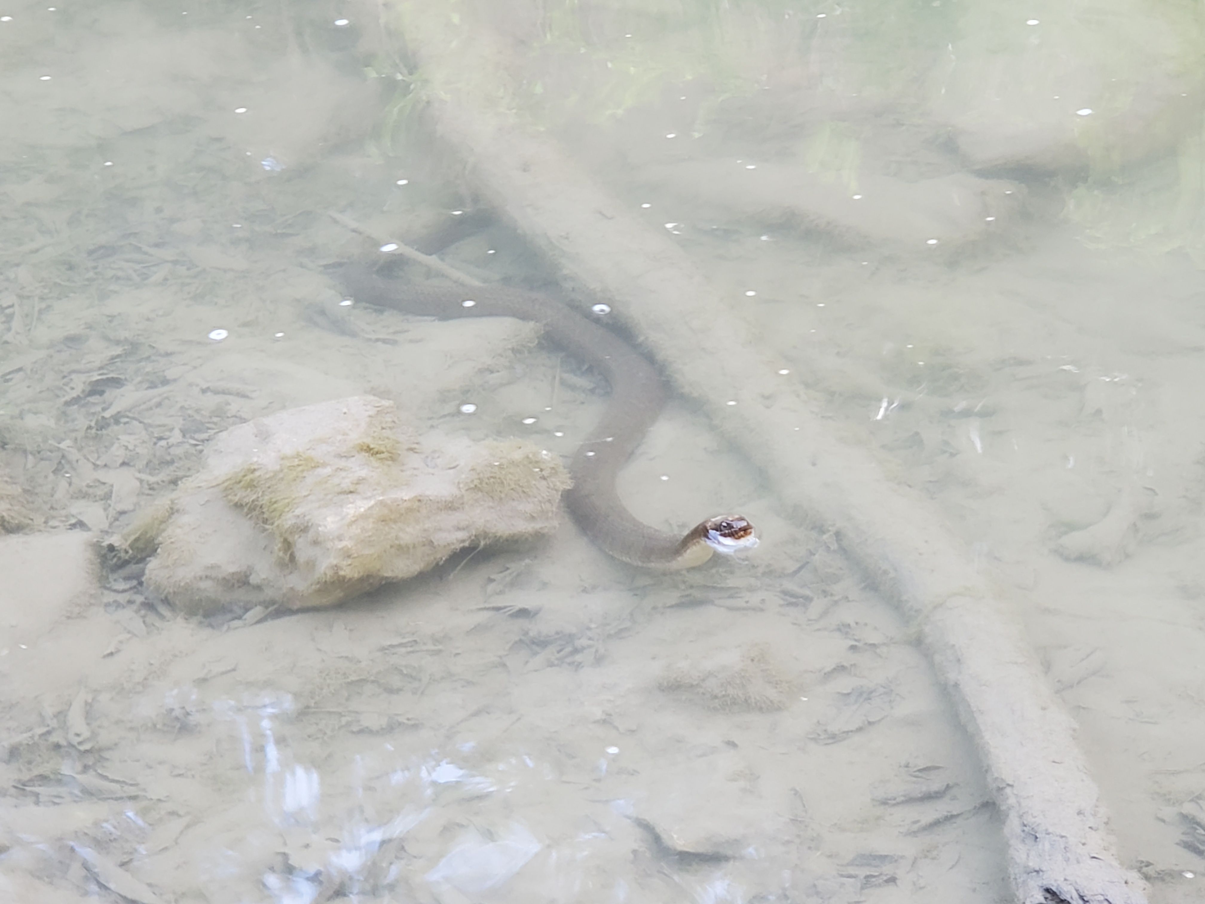 crawfish snake