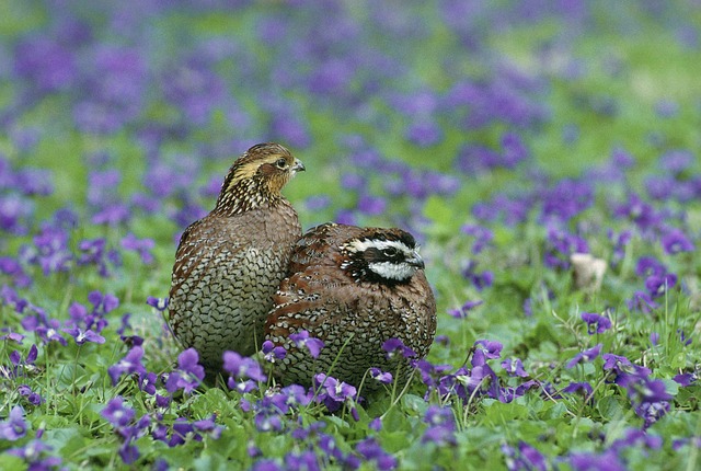 quail