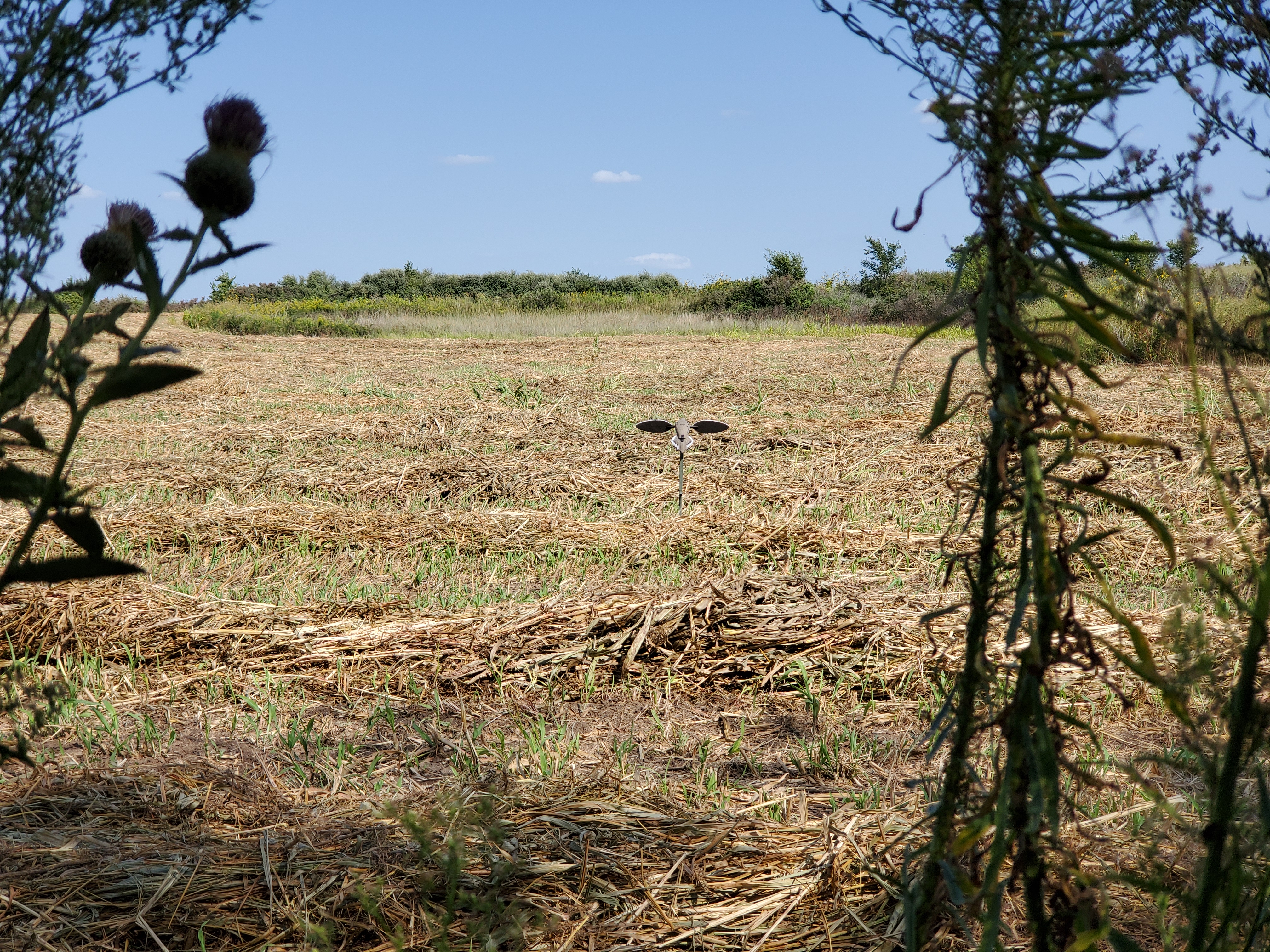 dove decoy