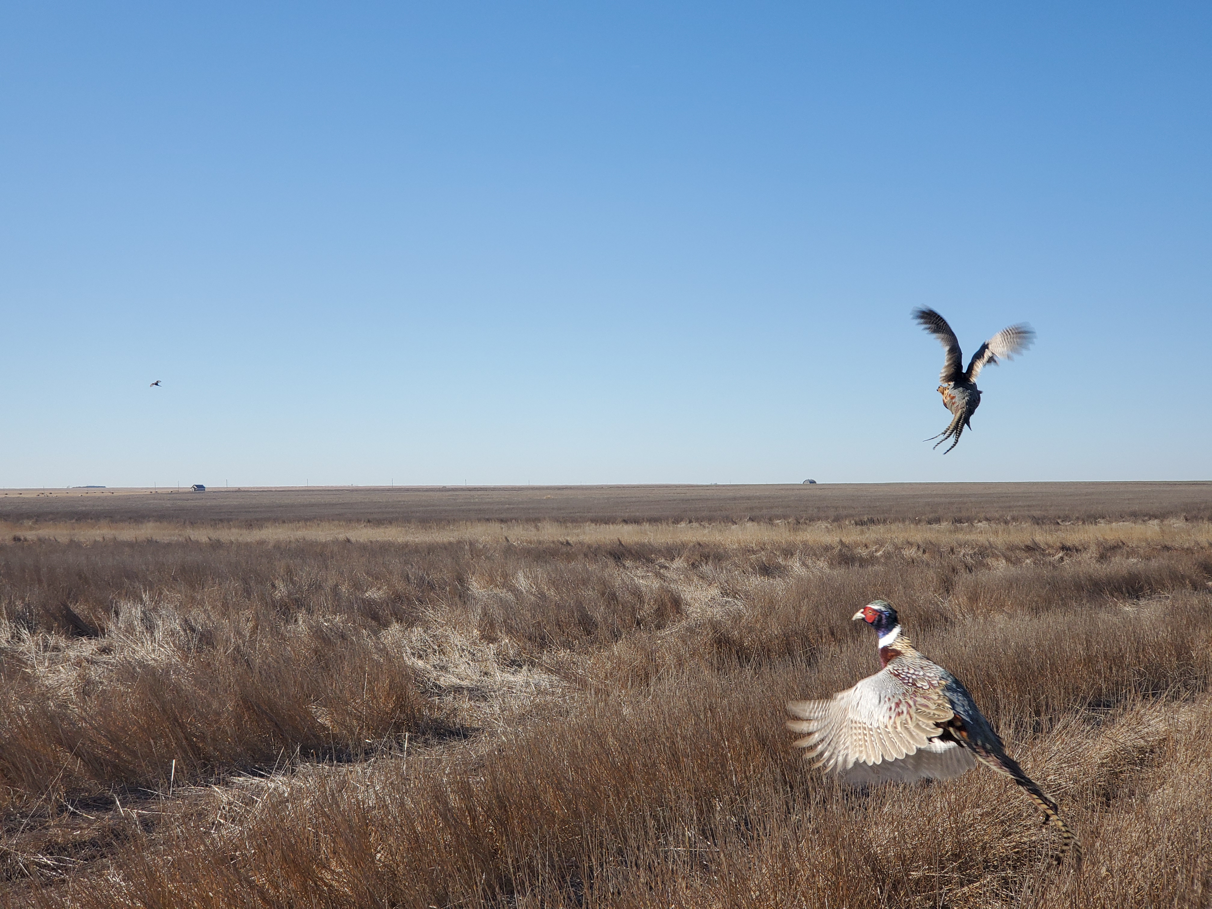 pheasant release