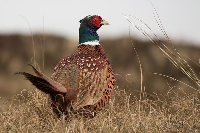 pheasant