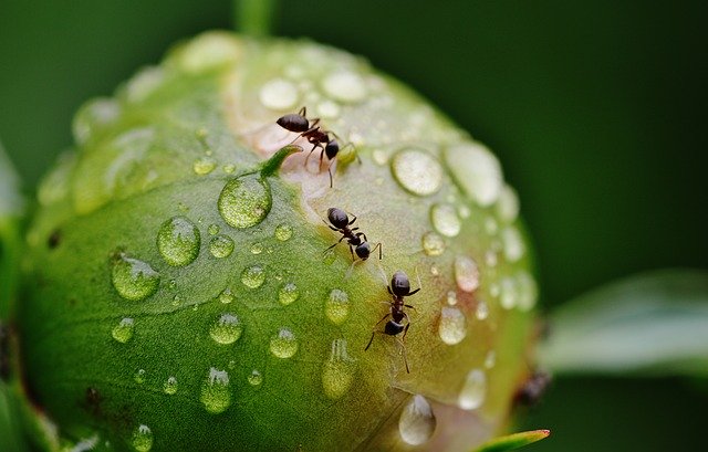 ants on peonies