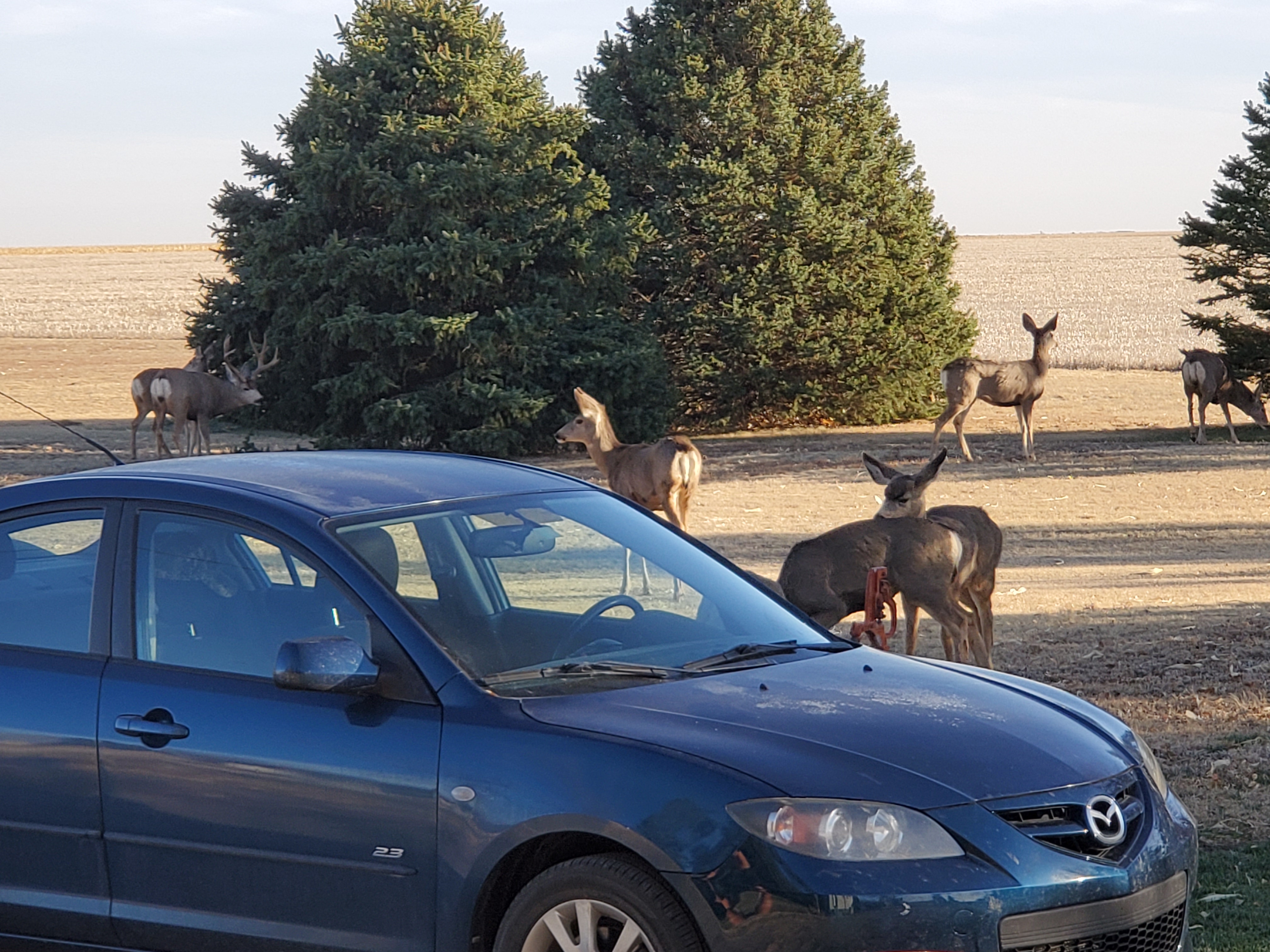 deer in the yard