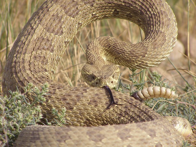 rattlesnake