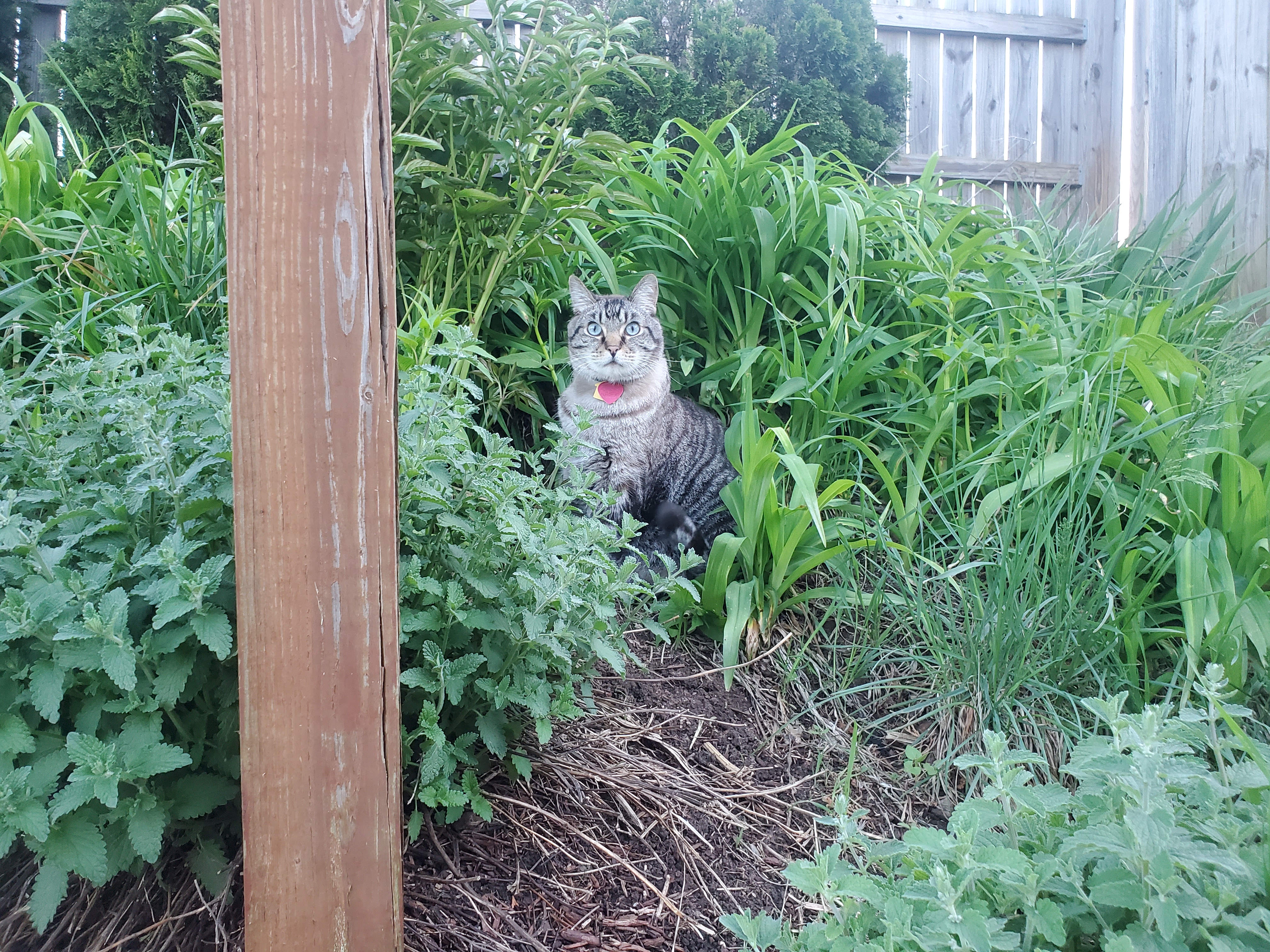 jynx flowers