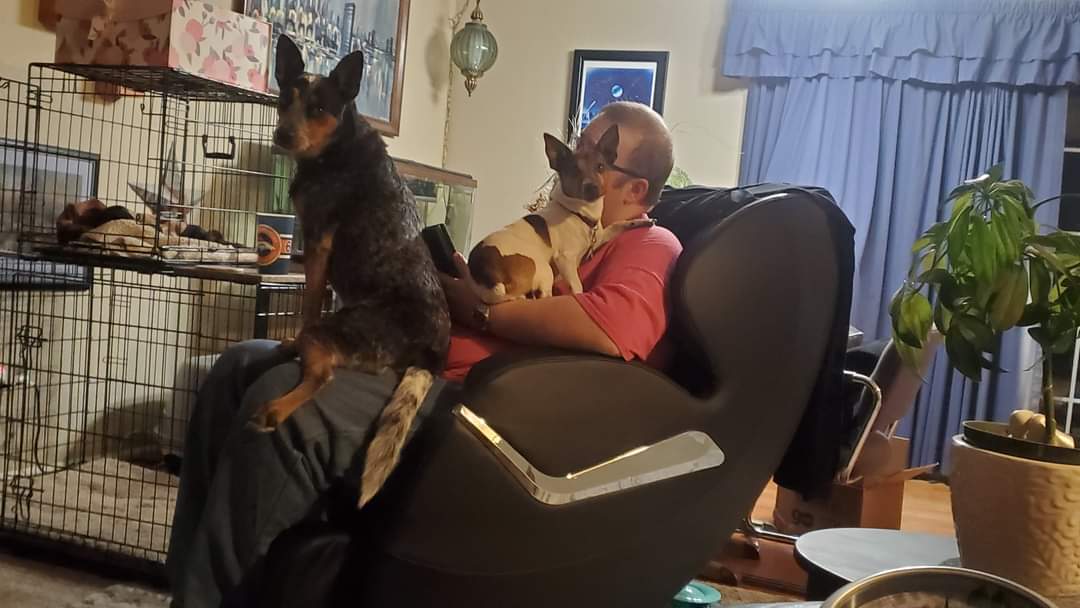 dogs on lap